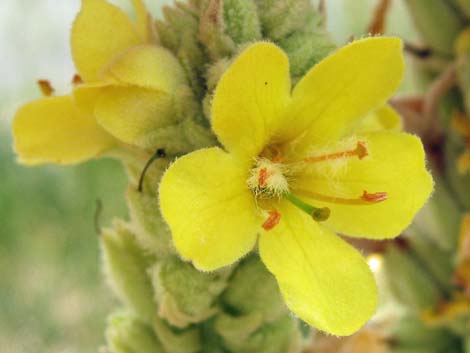 Common Mullein (Verbascum thapsus)