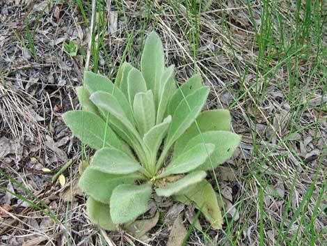 Common Mullein (Verbascum thapsus)