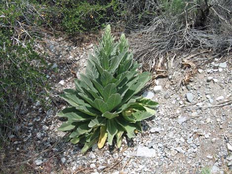 Common Mullein (Verbascum thapsus)