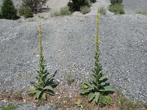 Common Mullein (Verbascum thapsus)