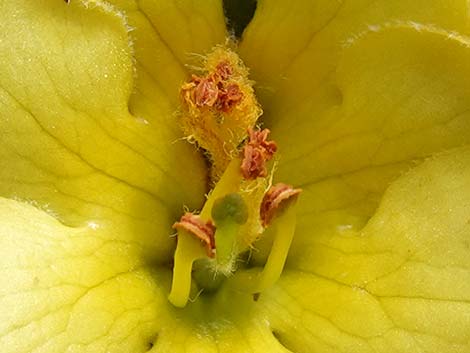 Common Mullein (Verbascum thapsus)