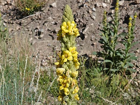 Common Mullein (Verbascum thapsus)