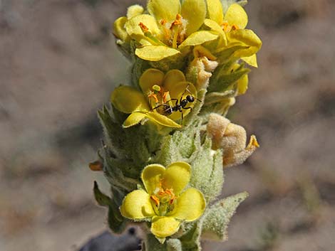 Common Mullein (Verbascum thapsus)