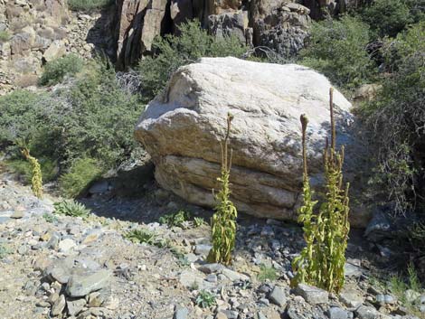 Common Mullein (Verbascum thapsus)