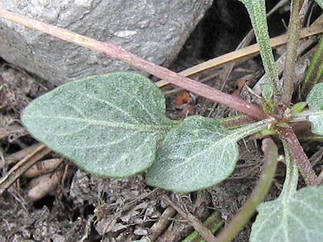 Charleston Mountain Violet (Viola charlestonensis)