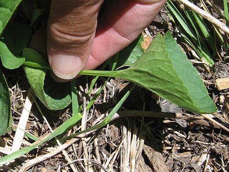 Northern Bog Violet (Viola nephrophylla)