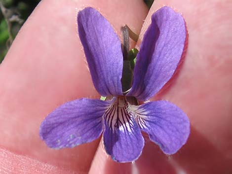 Northern Bog Violet (Viola nephrophylla)