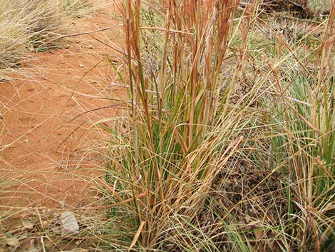 Southwestern Bushy Bluestem (Andropogon eremicus)