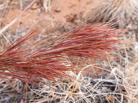 Southwestern Bushy Bluestem (Andropogon eremicus)