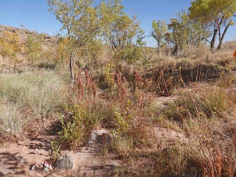 Southwestern Bushy Bluestem (Andropogon eremicus)