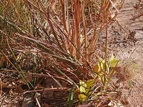 Southwestern Bushy Bluestem (Andropogon eremicus)