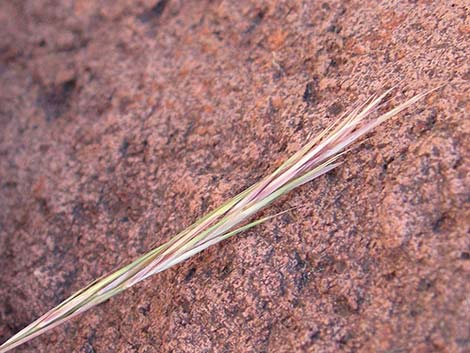 Purple Threeawn (Aristida purpurea)