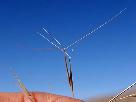 Purple Threeawn (Aristida purpurea)