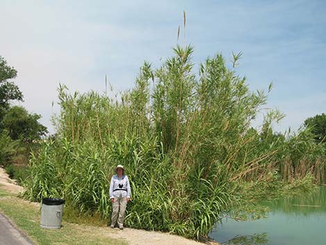 Giant Reed (Arundo donax)