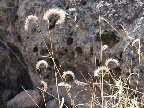 Blue Gramma (Bouteloua gracilis)