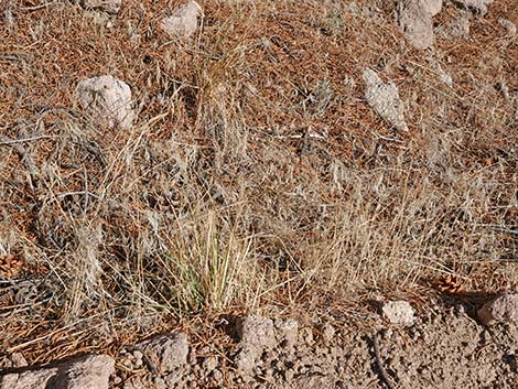 Cheatgrass (Bromus tectorum)