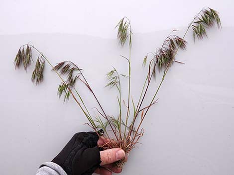 Cheatgrass (Bromus tectorum)