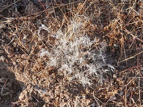 Fluffgrass (Dasyochloa pulchella)