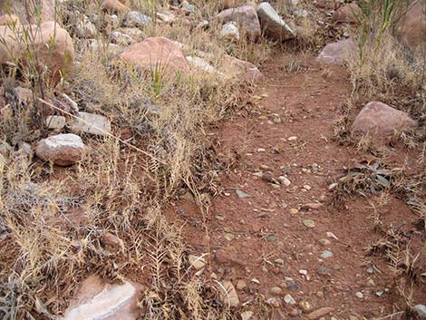 Saltgrass (Distichlis spicata)