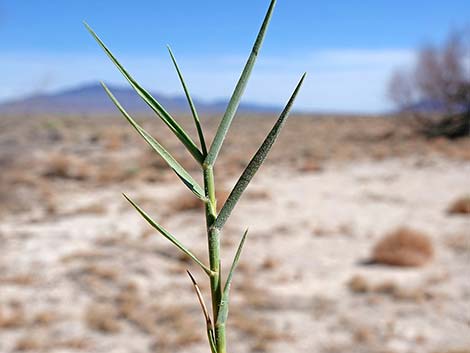 Saltgrass (Distichlis spicata)