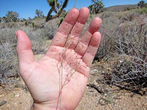 Bush Muhly Grass (Muhlenbergia porteri)