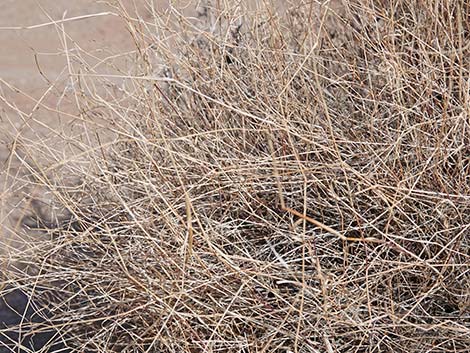 Bush Muhly Grass (Muhlenbergia porteri)