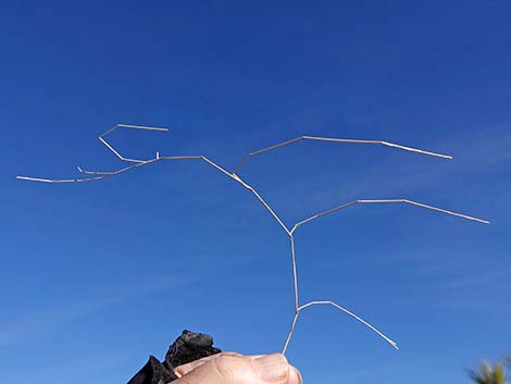 Bush Muhly Grass (Muhlenbergia porteri)