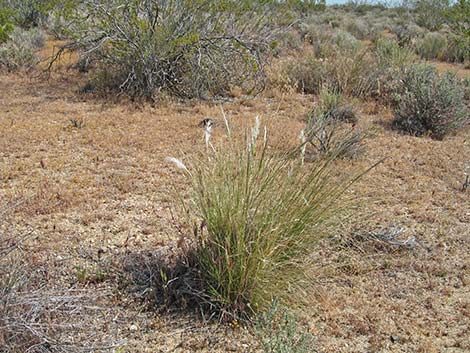 Desert Needlegrass (Achnatherum speciosum)