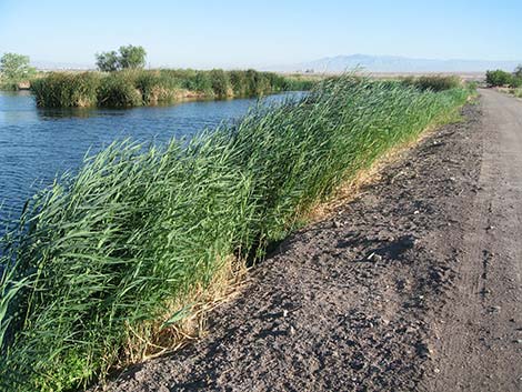 Common Reed (Phragmites australis)