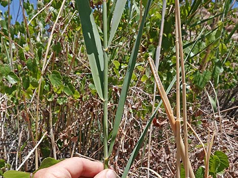 Common Reed (Phragmites australis)