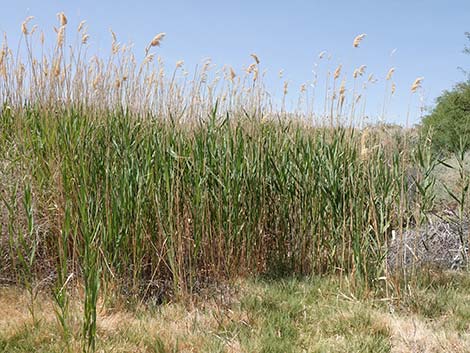 Common Reed (Phragmites australis)