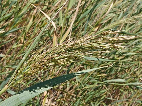 Common Reed (Phragmites australis)