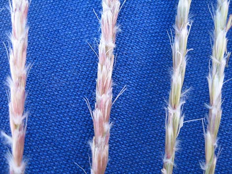 Big Galleta Grass (Pleuraphis rigida)