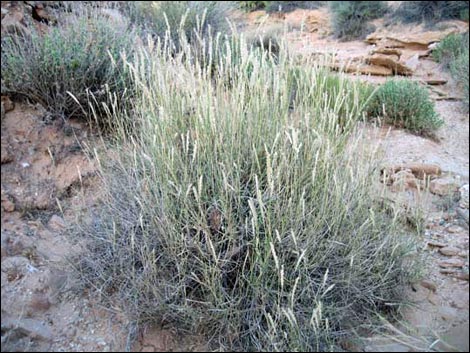 Big Galleta Grass (Pleuraphis rigida)