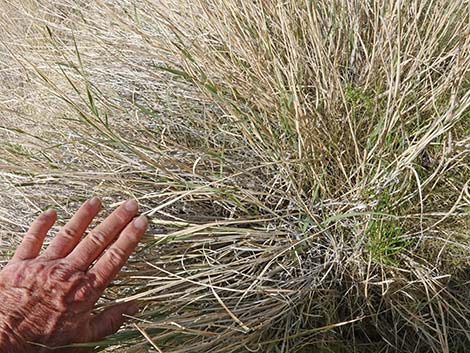 Big Galleta Grass (Pleuraphis rigida)