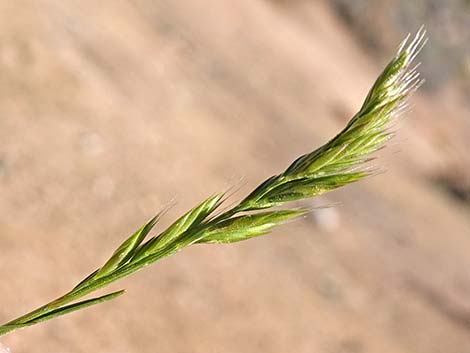 Common Mediterranean Grass (Schismus barbatus)