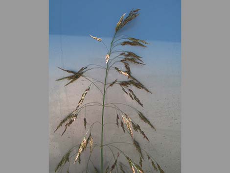 Johnsongrass (Sorghum halepense)