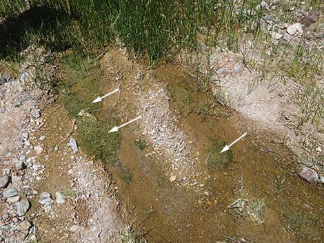 Stonewort (Chara spp.)