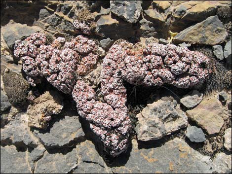 Biological Soil Crust