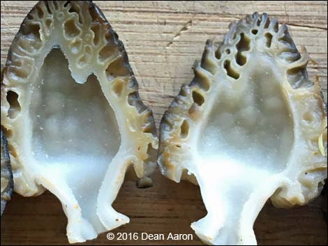 Black Morel Mushroom (Morchella elata)