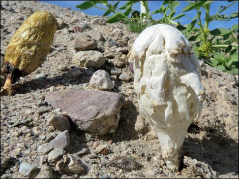 Desert Shaggy Mane Mushroom (Podaxis pistillaris)