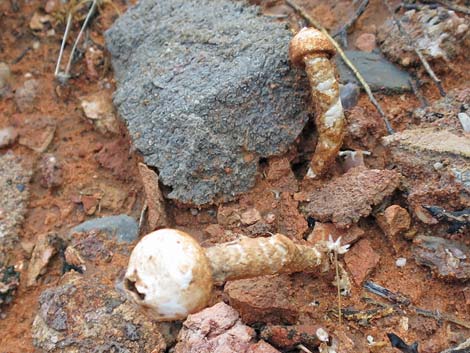 Stalkballs (Tulostoma spp.)