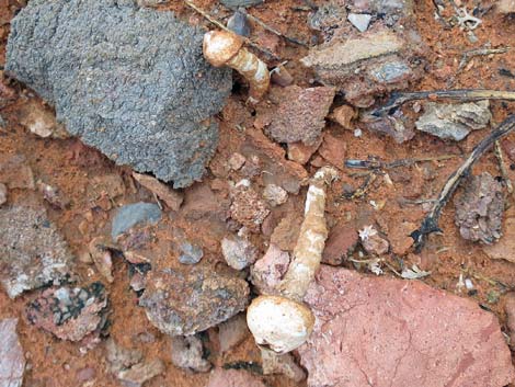 Stalkballs (Tulostoma spp.)