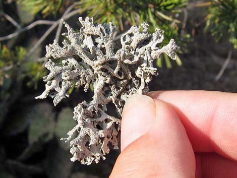 Lichen