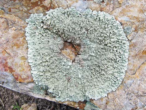 Lichen