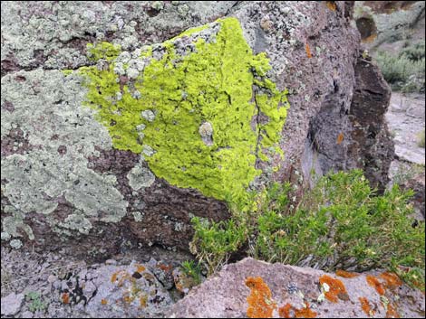 Lichens