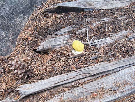 slime mold