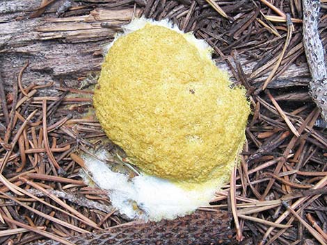 slime mold