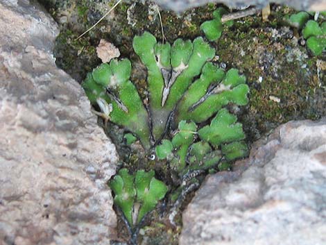 thallose liverwort