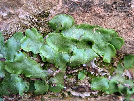 thallose liverwort